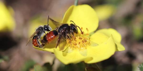 Coppia di api selvatiche Andrena potentillae