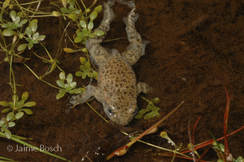 Chytridicomycose - Photo de Jaime Bosch - info fauna