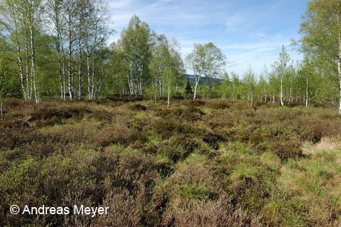 Habitat : hauts-marais