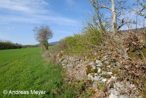 Habitat : murs et tas de pierre