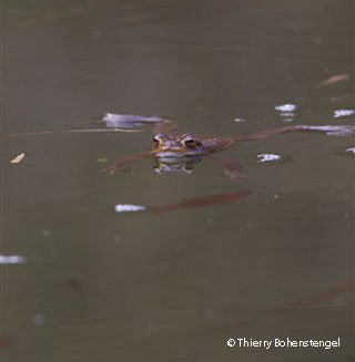 Le crapaud commun est la seule espèce qui semble pouvoir vivre dans des plans d'eau avec des poissons