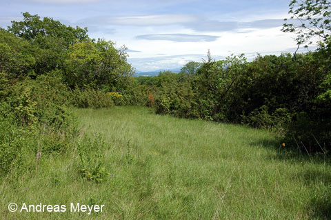 Habitat : prairies et pâturages secs