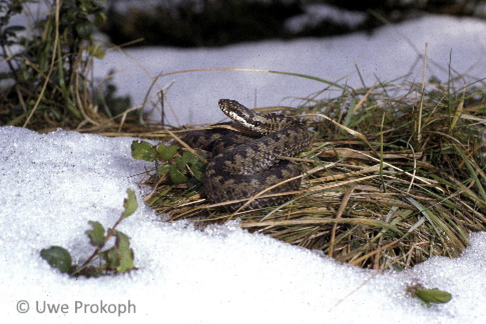 Vipère péliade sur une zone d'herbe entourée de neige