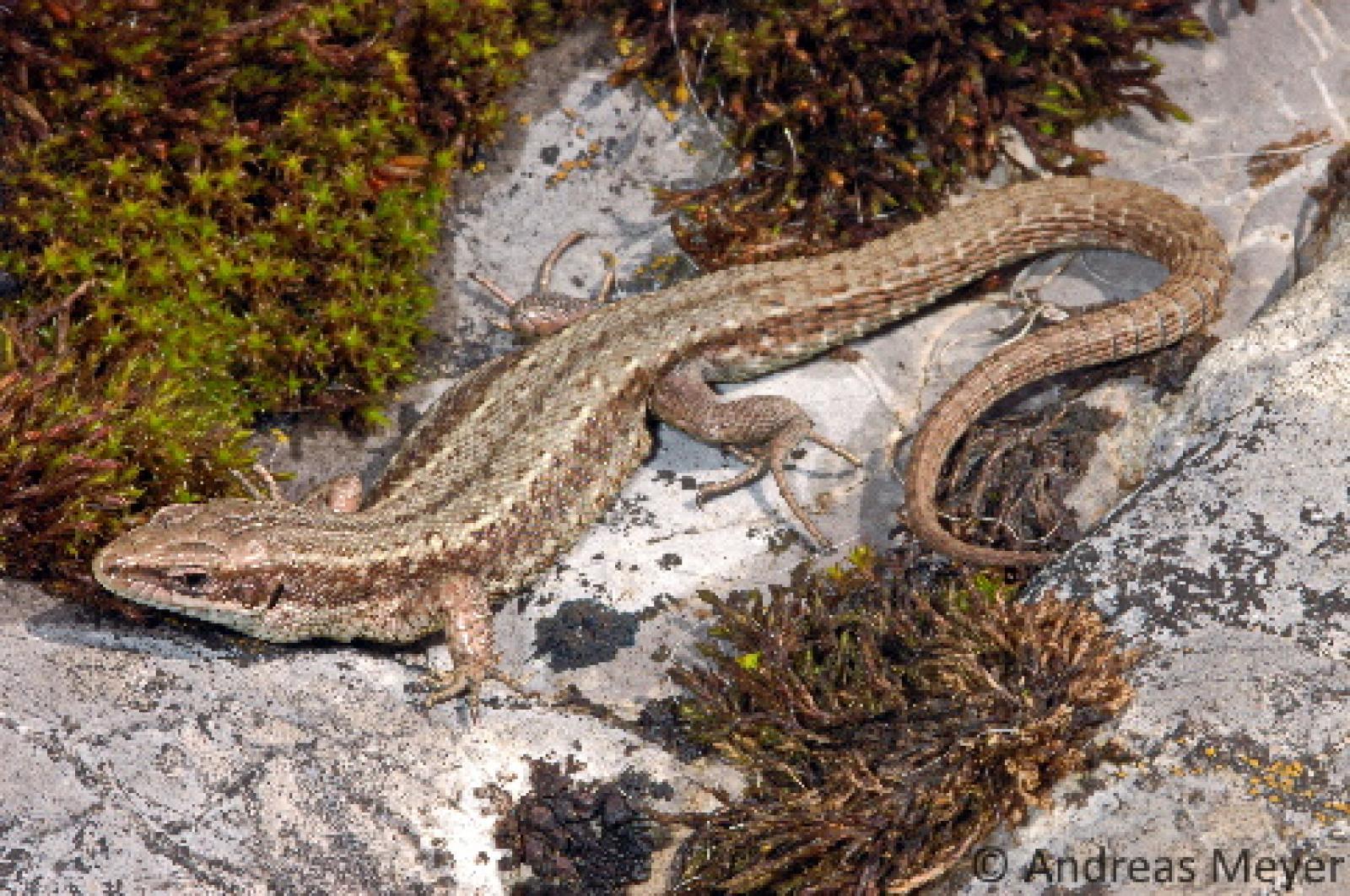 Un lézard vivipare prend le soleil sur une pierre