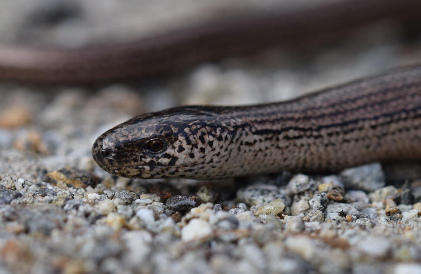 Portrait de l'Orvet de Vérone