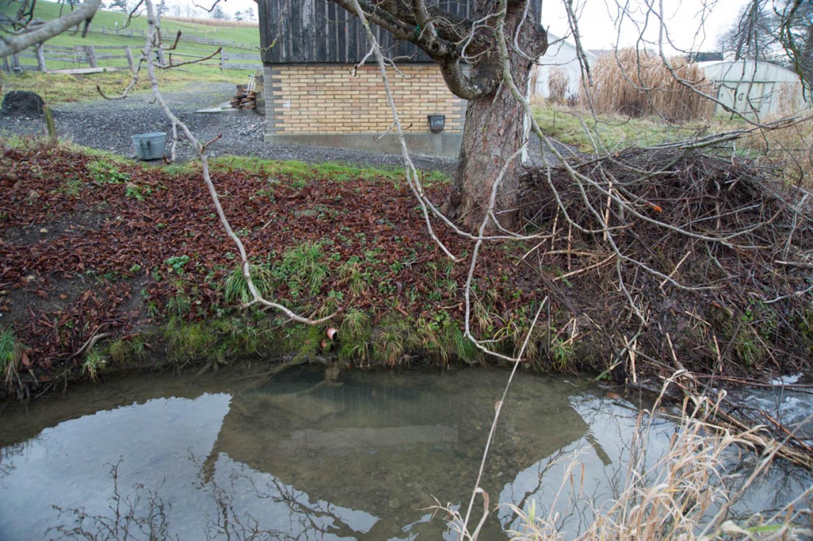 Eingang zu einem besetzten Bau unter einem Wurzelstumpf am Ufer eines kleinen Baches (Damm rechts im Bild). Vor dem Bau sieht man frischen Kies, der anzeigt, dass der Bau benutzt wird (© Christof Angst)