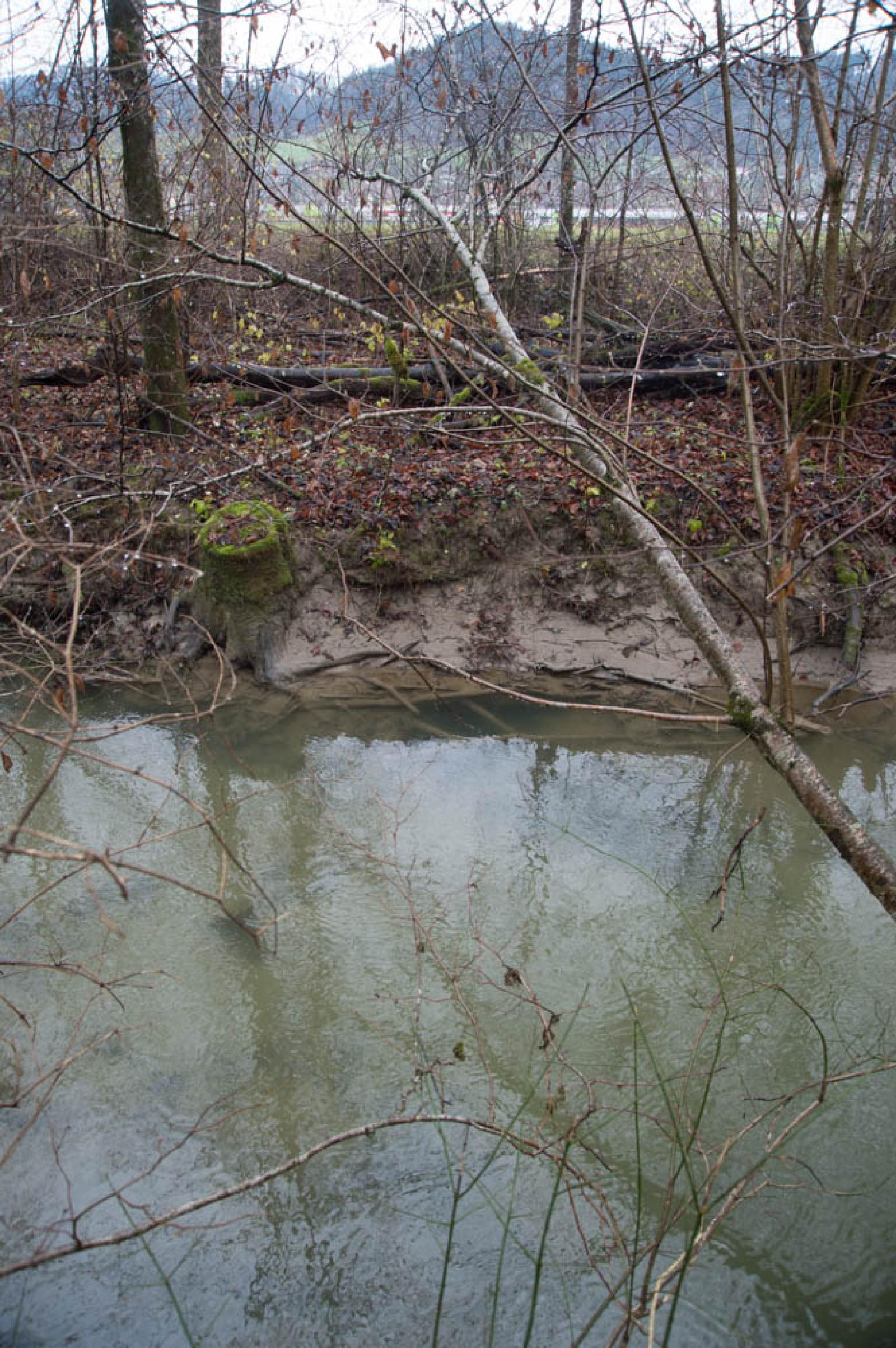 Eingang zu einem Erdbau rechts neben dem Baumstumpf. Biber legen den Eingang zu ihren Bauten gerne unter Baumstümpfe, weil das Ufer dadurch stabilisiert wird (© Christof Angst)