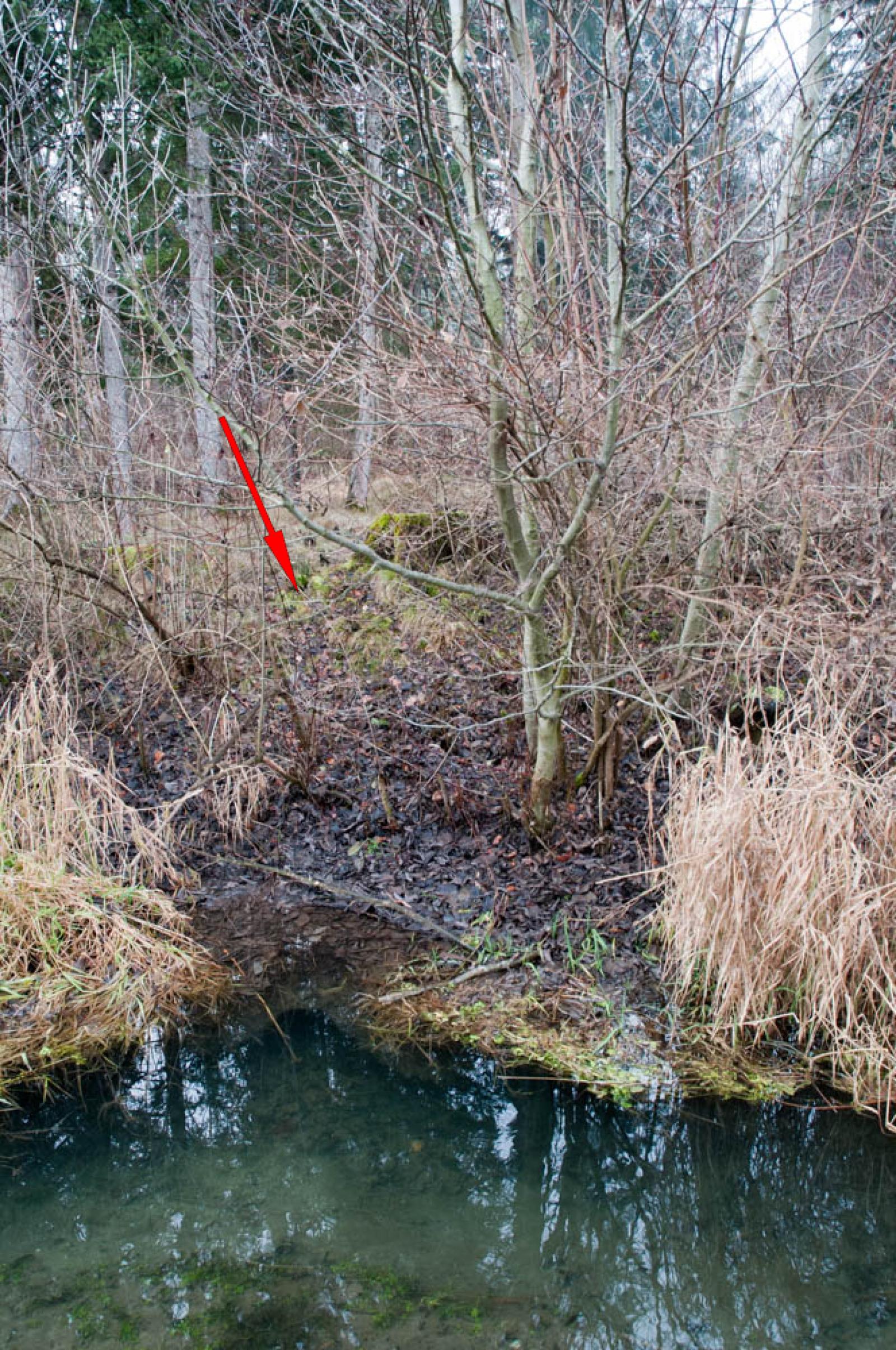 Entrée d’un terrier. Le trou d’aération est indiqué avec la flèche rouge (© Christof Angst)