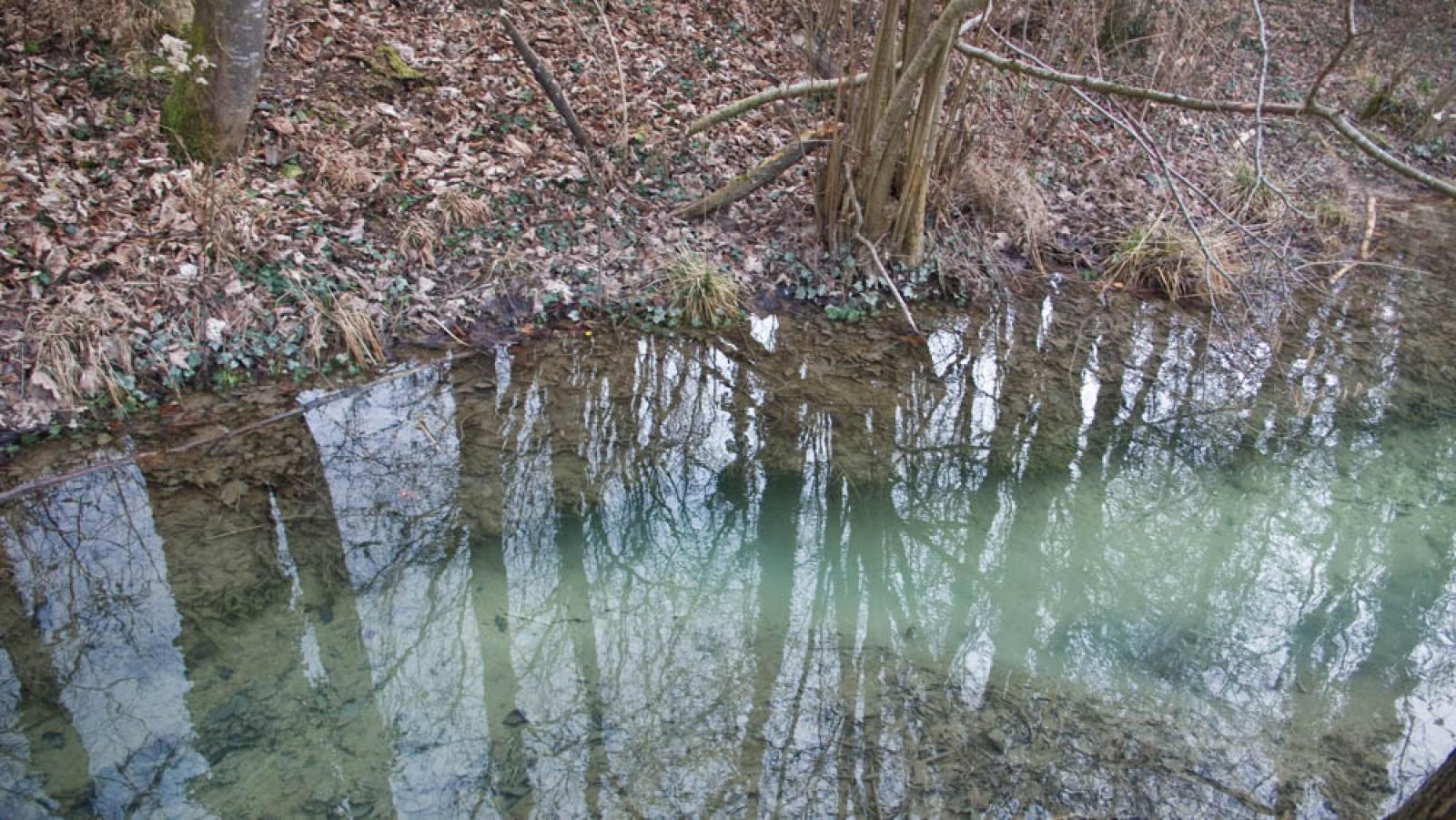 Eingang zu einem besetzten Bau am Ufer eines Baches. Der Bachgrund vor dem Eingang des Baus ist sandig und weist keine Unterwasservegetation oder Laub wie im unteren Teil des Fotos auf (© Christof Angst).