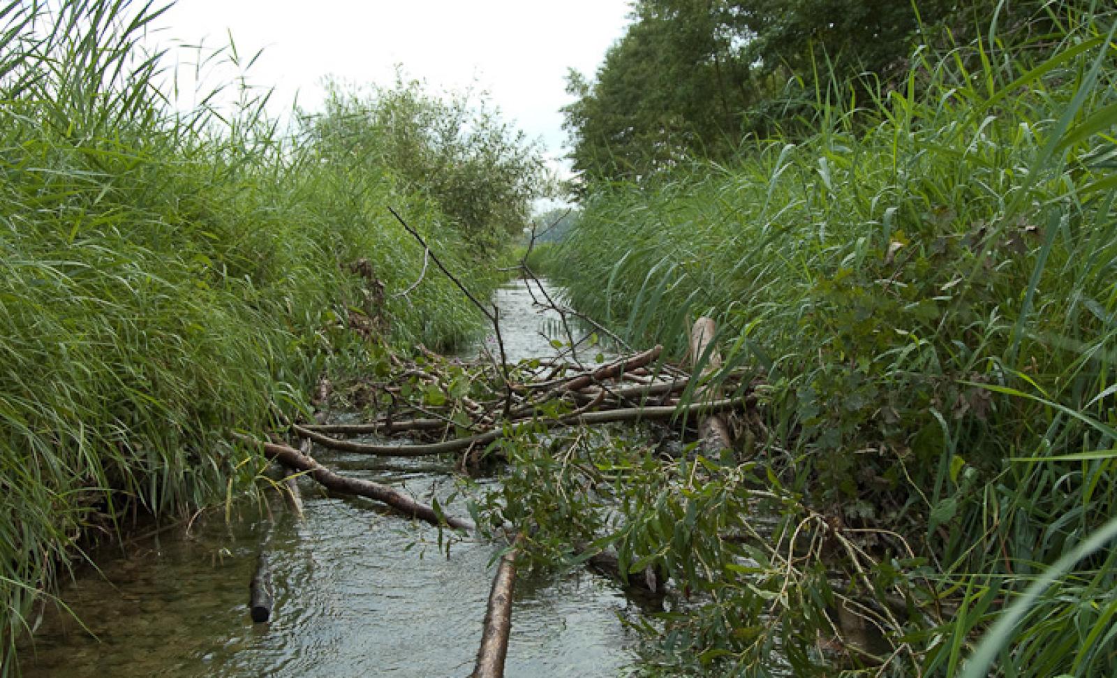 Début de construction d’un barrage de castor. Il place tout d’abord de gros troncs dans l’eau, dans le sens du courant, et les ancre dans la végétation des rives. Après quoi il utilise des branches plus fines, des pierres et de la boue pour construire un barrage.