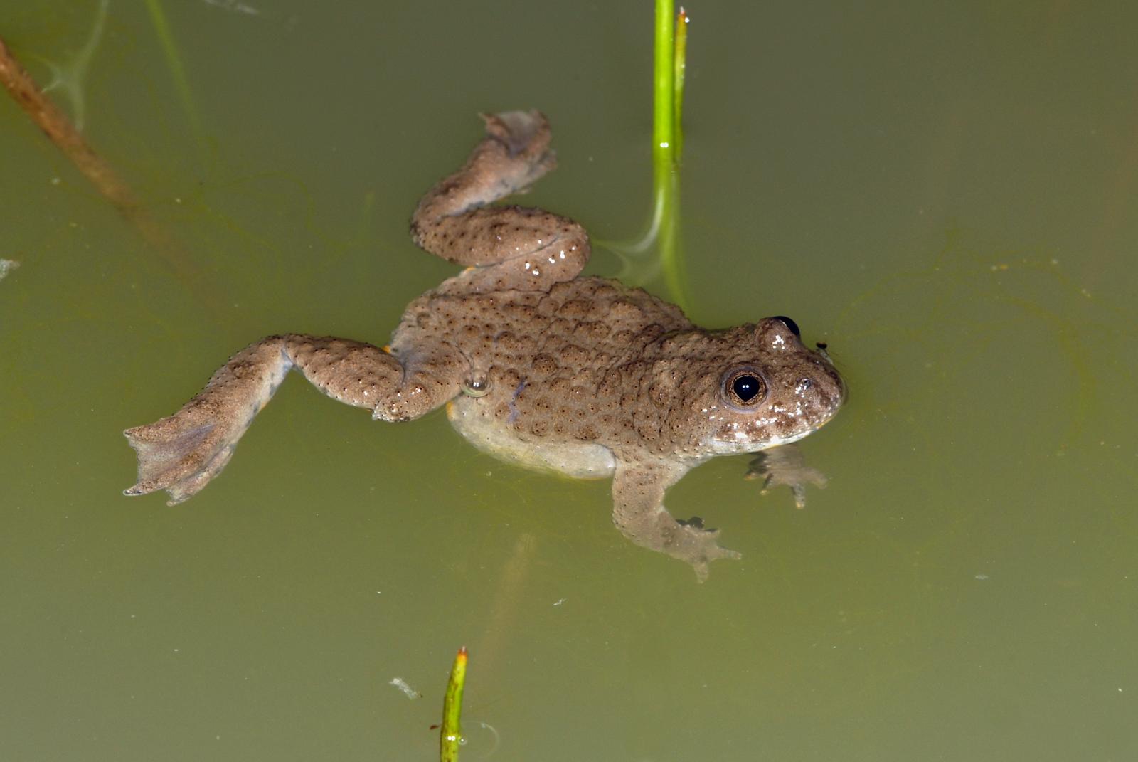 Gelbbauchunke im Wasser 