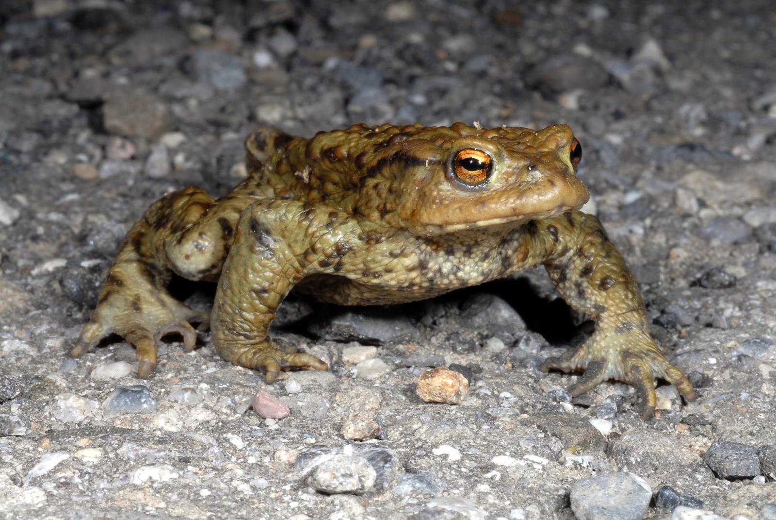 Männchen der Erdkröte läuft auf der Strasse