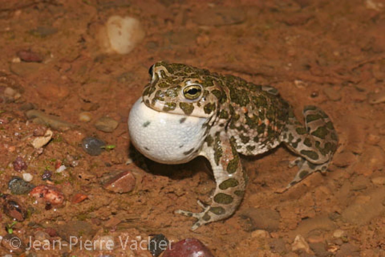 Bufotes viridis balearicus (Laurenti, 1768) - @Jean-Pierre Vacher - info fauna