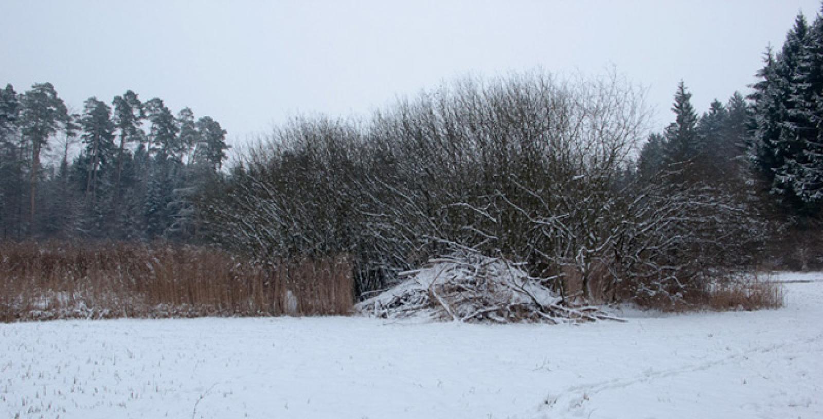 Biberburg an einem Teich in einem Hochmoor (© Christof Angst)