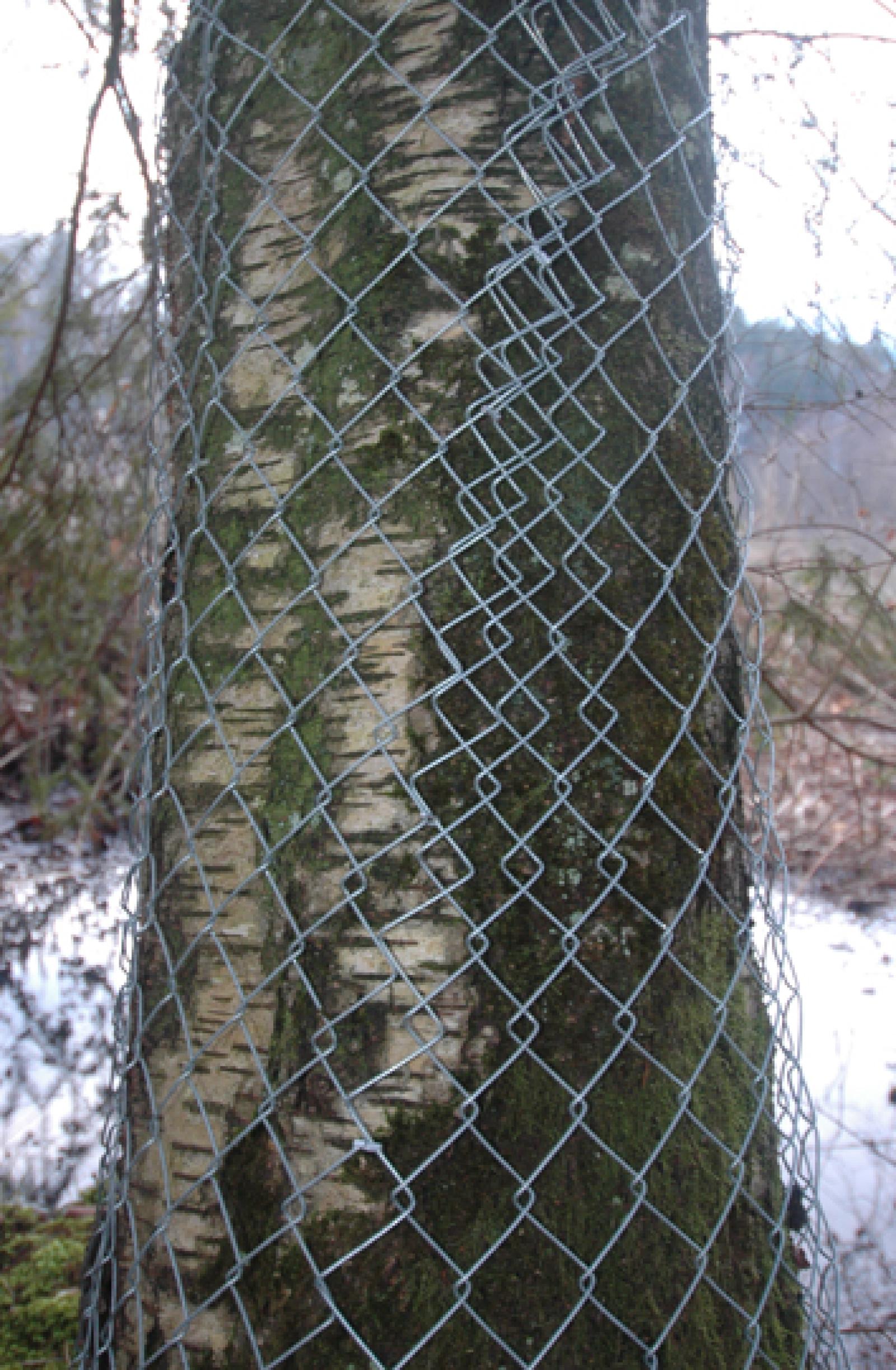 Protection d’arbres isolés avec un grillage à maillage diagonal
