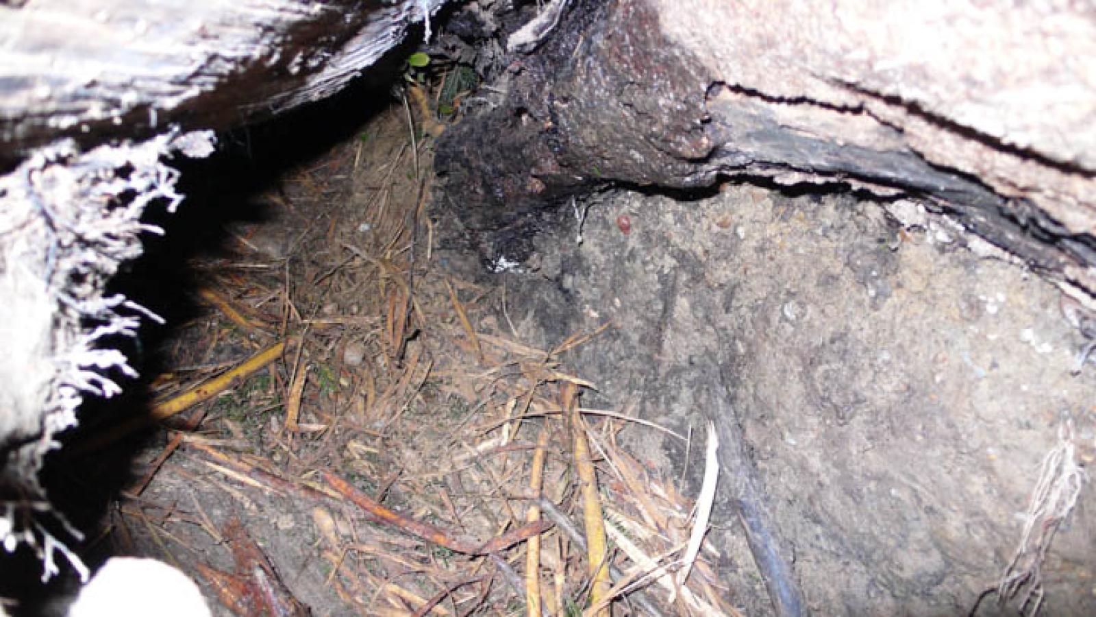 Von einem einzelnen Biber besetzter Bau. Er hat den Boden des Baues mit Holzspänen ausgekleidet (© Christof Angst)