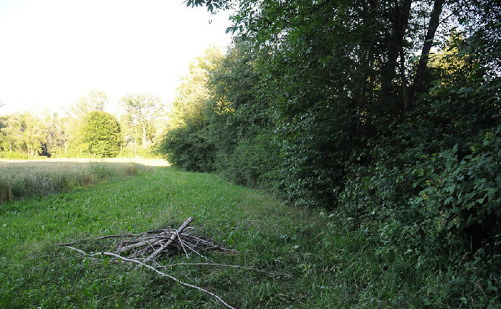 Wenn die Decke des Baues einbricht, verschliessen die Biber das Loch mit Ästen. Hier sieht man den Beginn des Baus eines Mittelbaues (© Christof Angst)