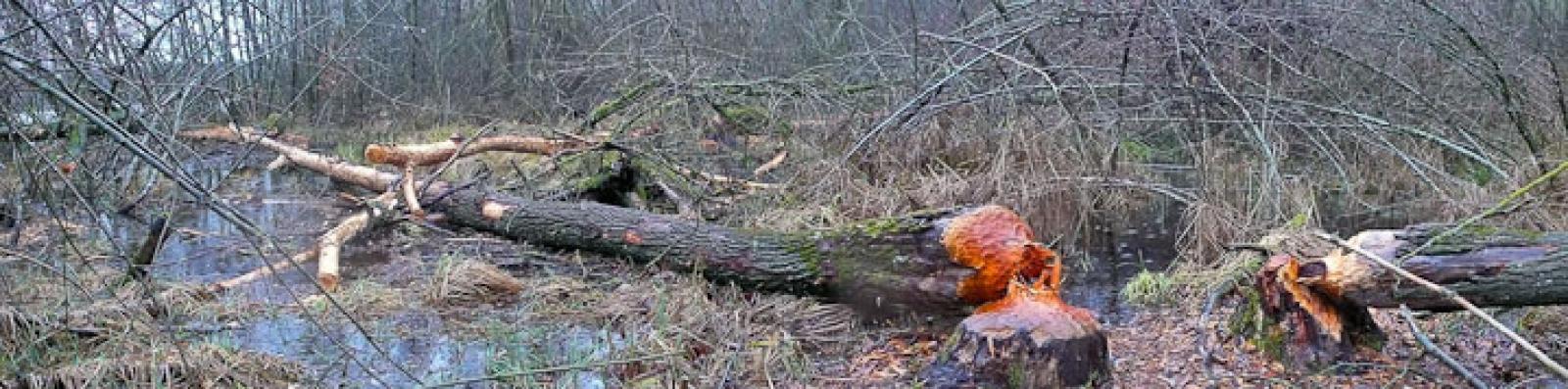 Fällplatz am Ufer der Aare im Schweizer Mittelland. Die Bäume werden direkt vor Ort in Stücke geschnitten und die Rinde am selben Ort verzehrt (© Christof Angst)