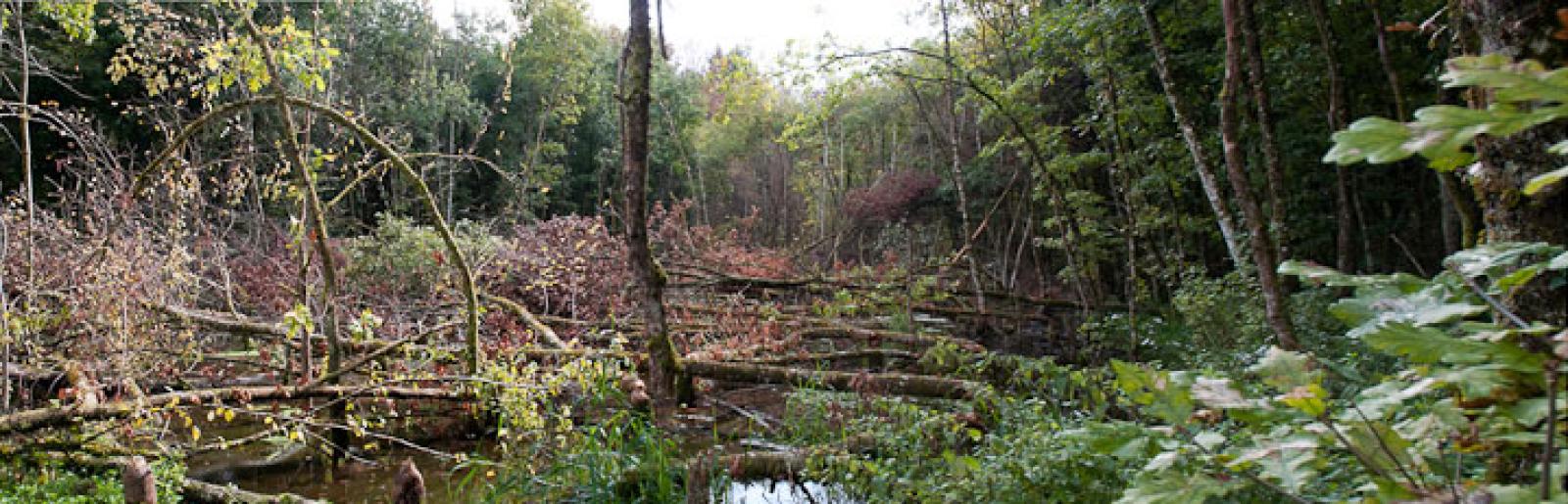 Einen typischen Fällplatz einer Biberfamilie in einem Eichenwald (rechts einige noch stehende Eichen). Auf diese Weise lassen die Biber Licht in den Wald und "kultivieren" so aktiv ihre zukünftige Ernährung (© Christof Angst)