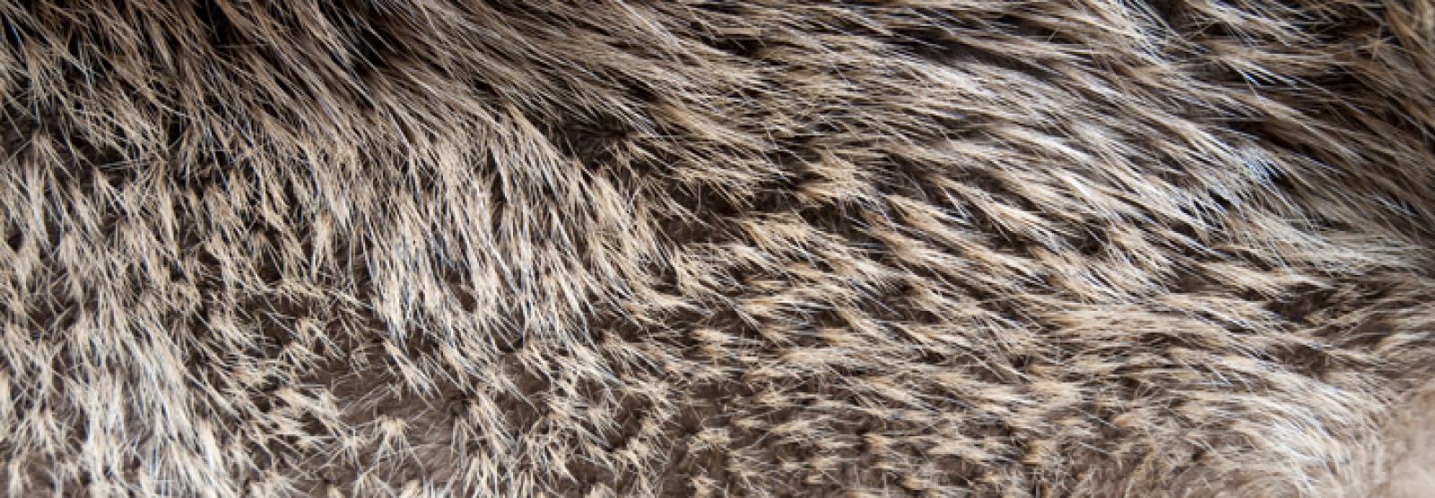 Biologie info fauna
