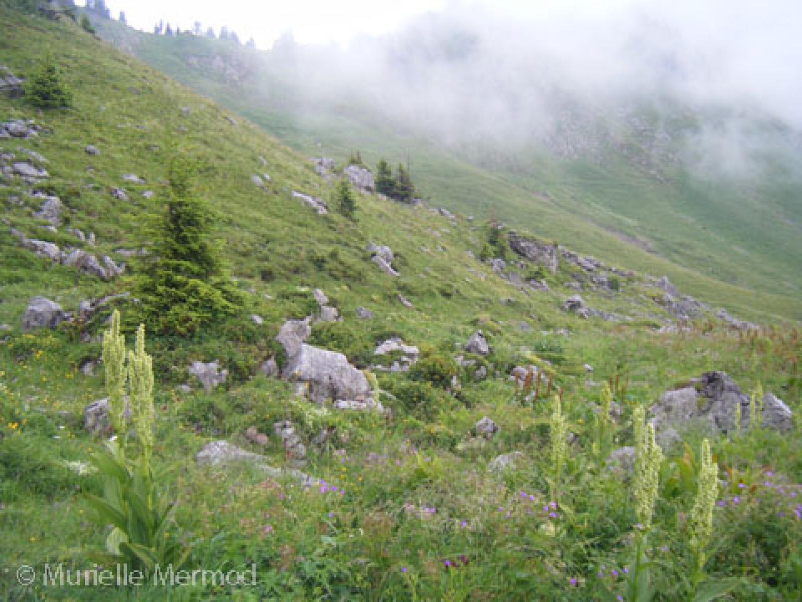 Lebensraum des Alpensalamanders