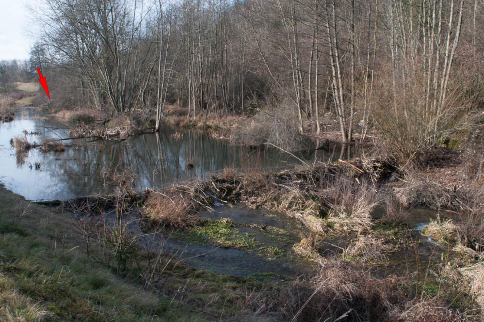 Barrage principal de castor