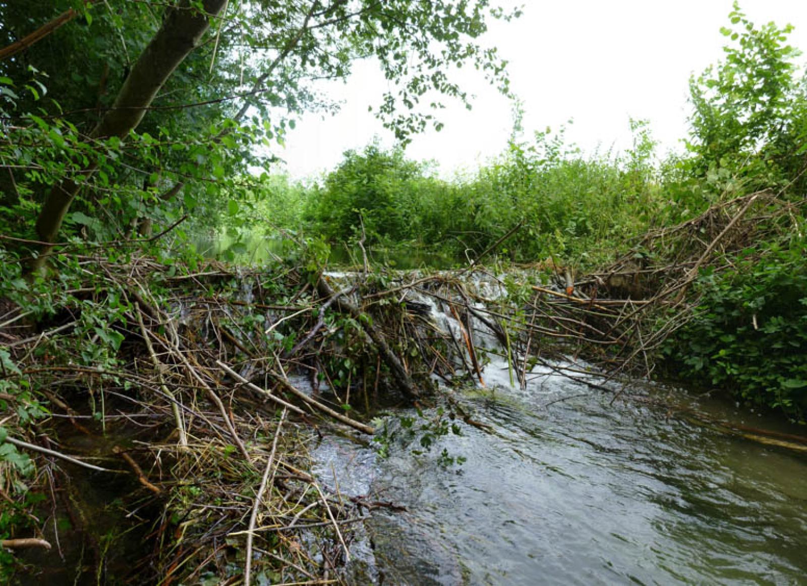 Barrage principal de castor