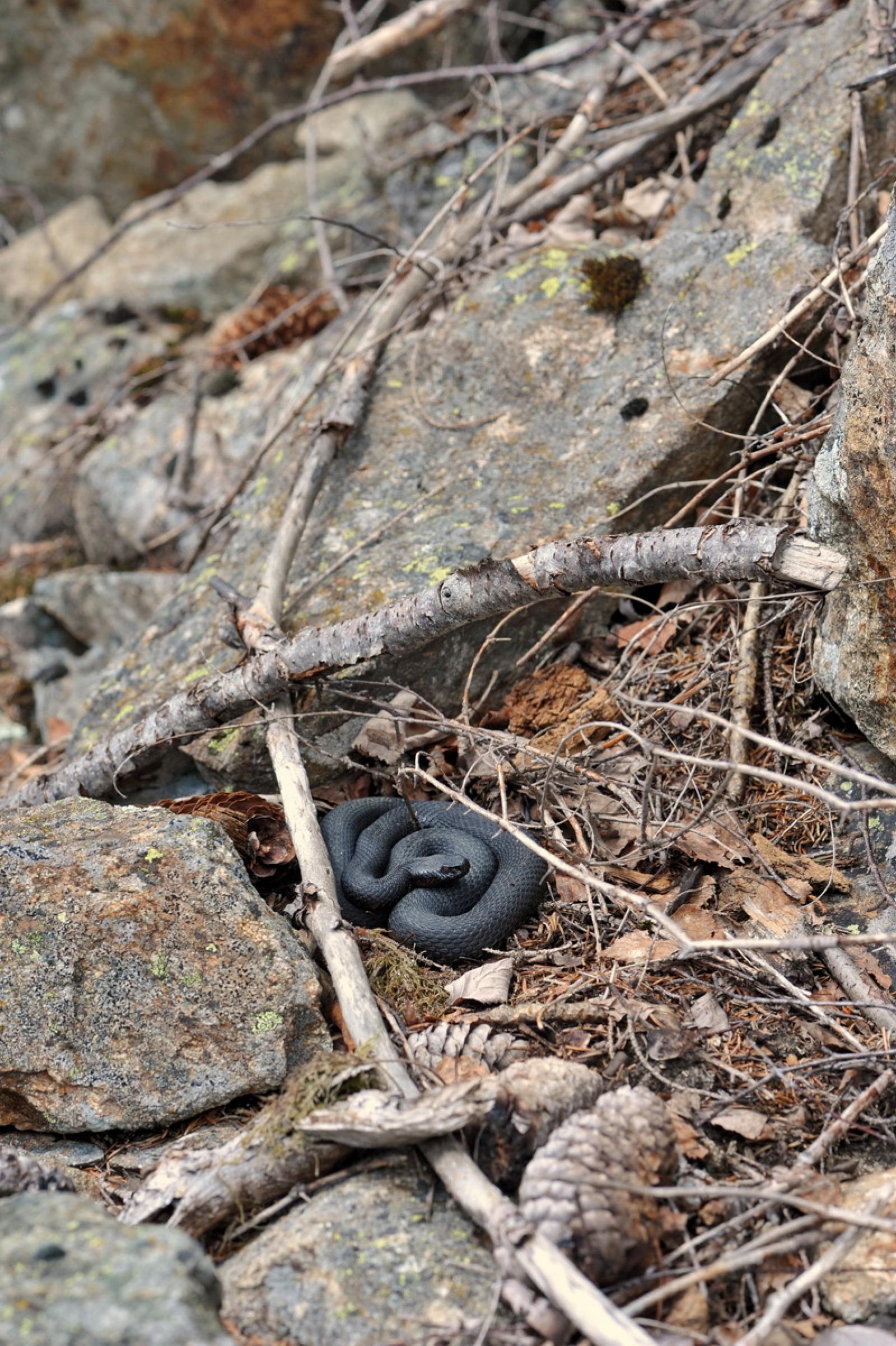 Schwärzling (ganz schwarz gefärbte) Aspisviper