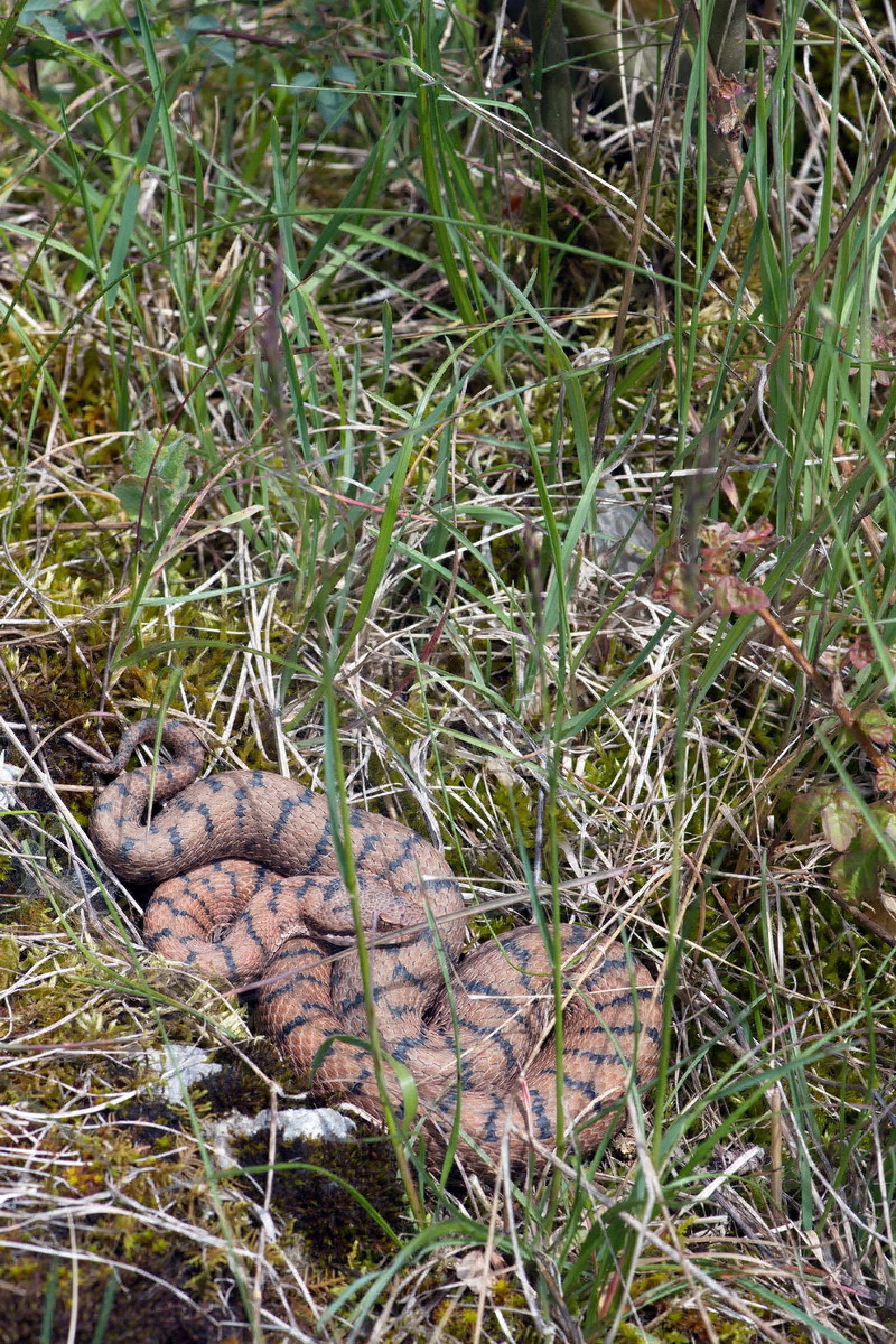 Aspisviper im Gras