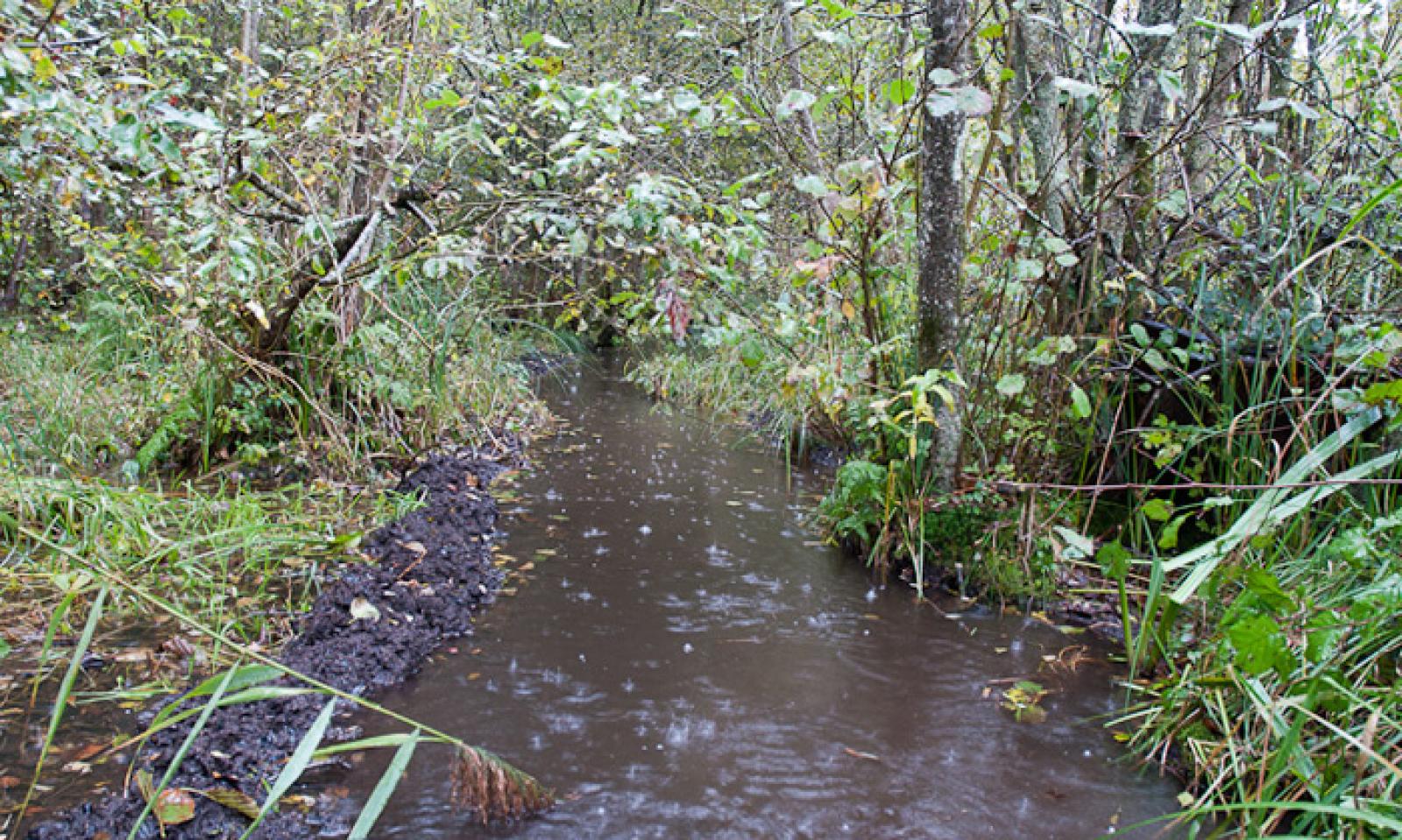 Kanal in einem Auenwald. Besonders gut zu sehen ist der Schlamm, der am linken Ufer abgebaut und angesammelt wurde (© Christof Angst)