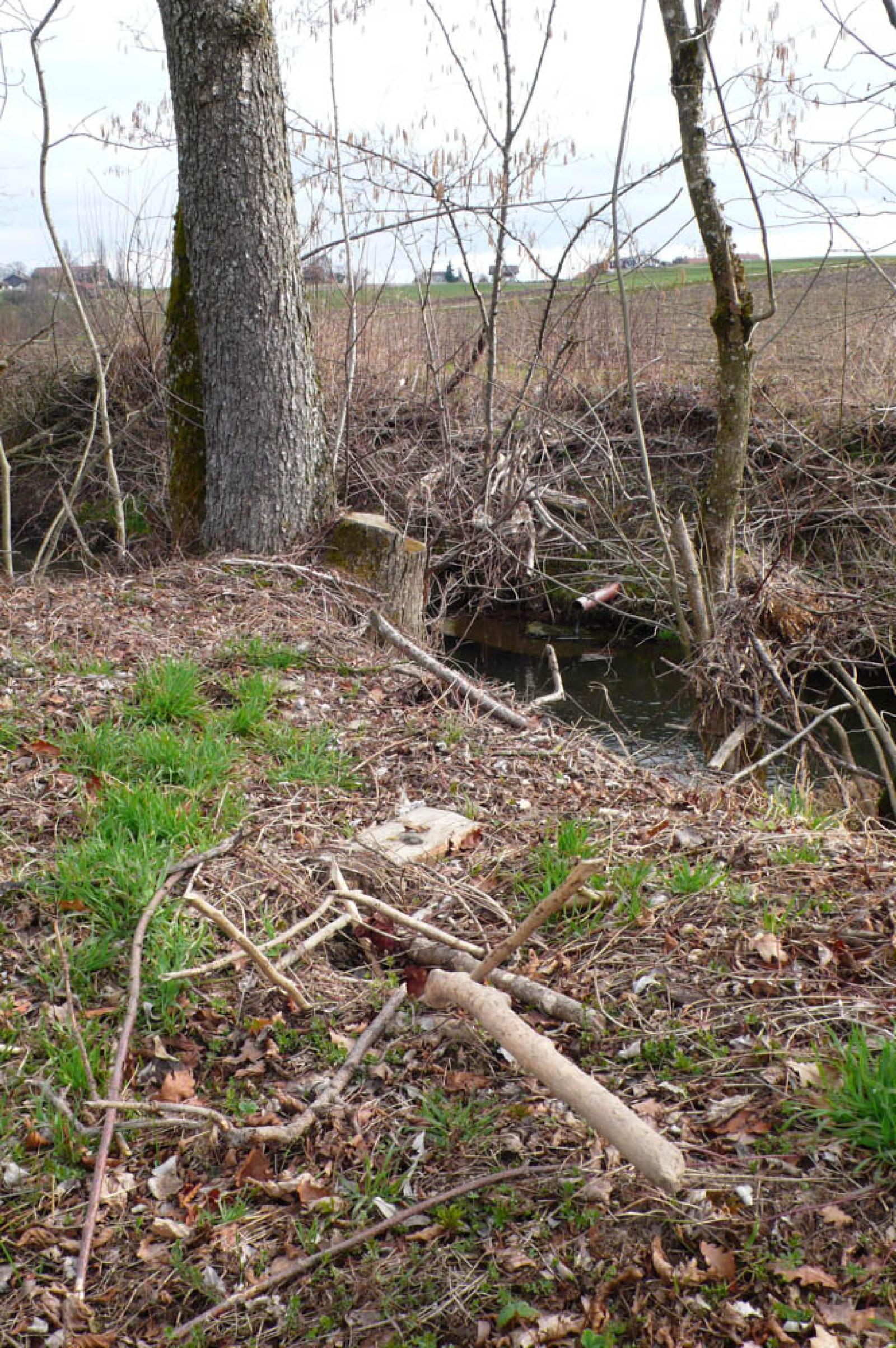 Trou d’aération «camouflé» avec des branchages. Ceux-ci ont été poussés depuis le terrier à travers le trou d’aération (© Christof Angst)