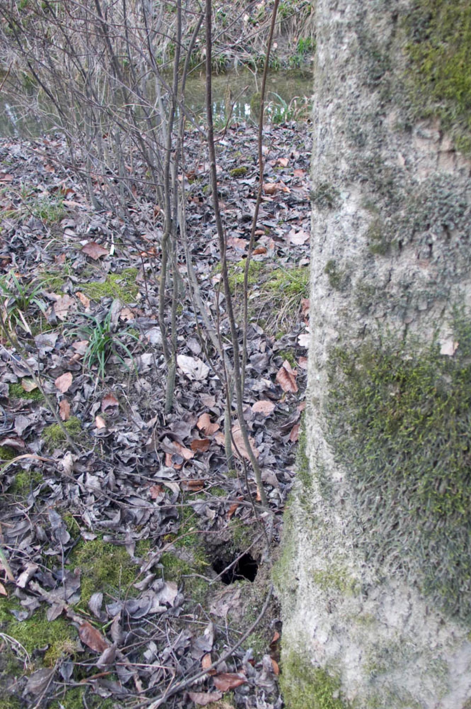 Petit trou d’aération bien visible. L’entrée du terrier se trouve à droite, sous l’arbre (© Christof Angst)