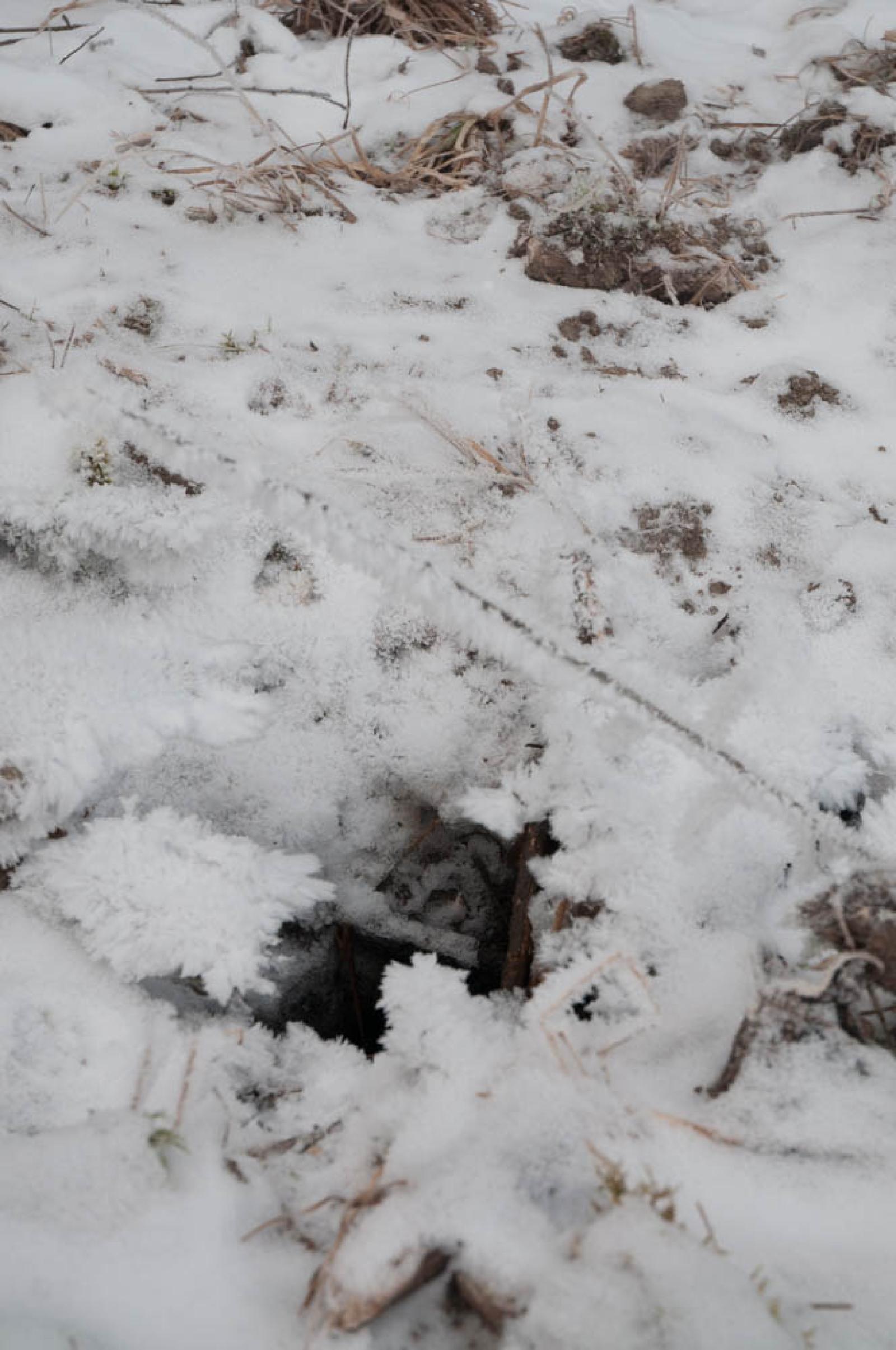 Luftloch eines besetzten Baues im Winter. Aufgrund der Temperaturen unter dem Gefrierpunkt gefriert die feuchte Luft, die durch das Loch aufsteigt (© Christof Angst)