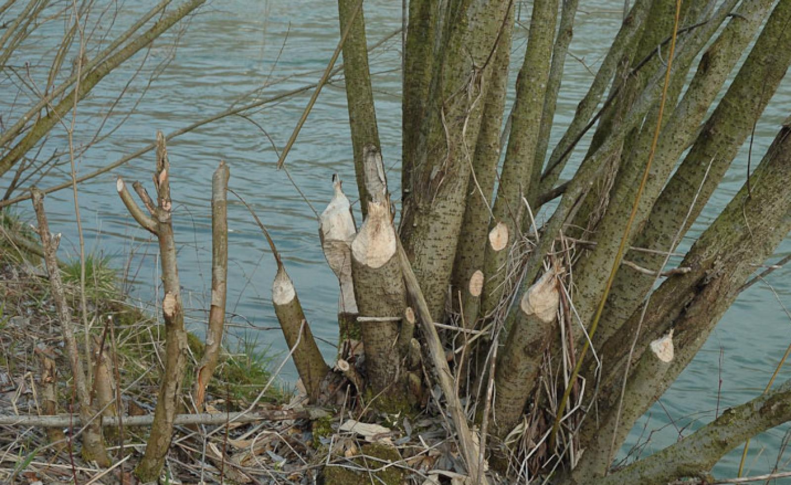 Traces de rongement sur des saules de l’épaisseur d’un bras (© Christof Angst)