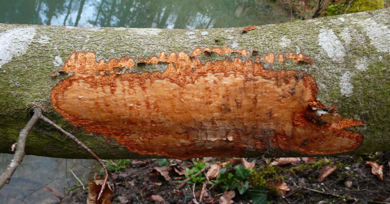 Typische Nagespur, die ein Biber an einem dicken Ast hinterlässt. Die kleine obere Linie stellt die Spuren dar, die der Oberkiefer hinterlässt, mit dem sich der Biber am Holz festhält. Anschliessend nagt er mit dem beweglichen Unterkiefer an der Rinde. Solche Spuren gehen immer paarweise (© Christof Angst)