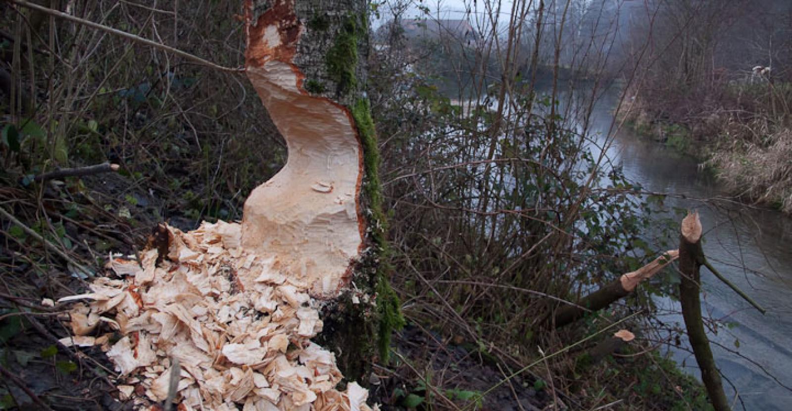 Birke wird angegriffen. Auf weichem Holz haben die Späne eine beachtliche Grösse. Je härter das Holz, desto kleiner die Späne (© Christof Angst)