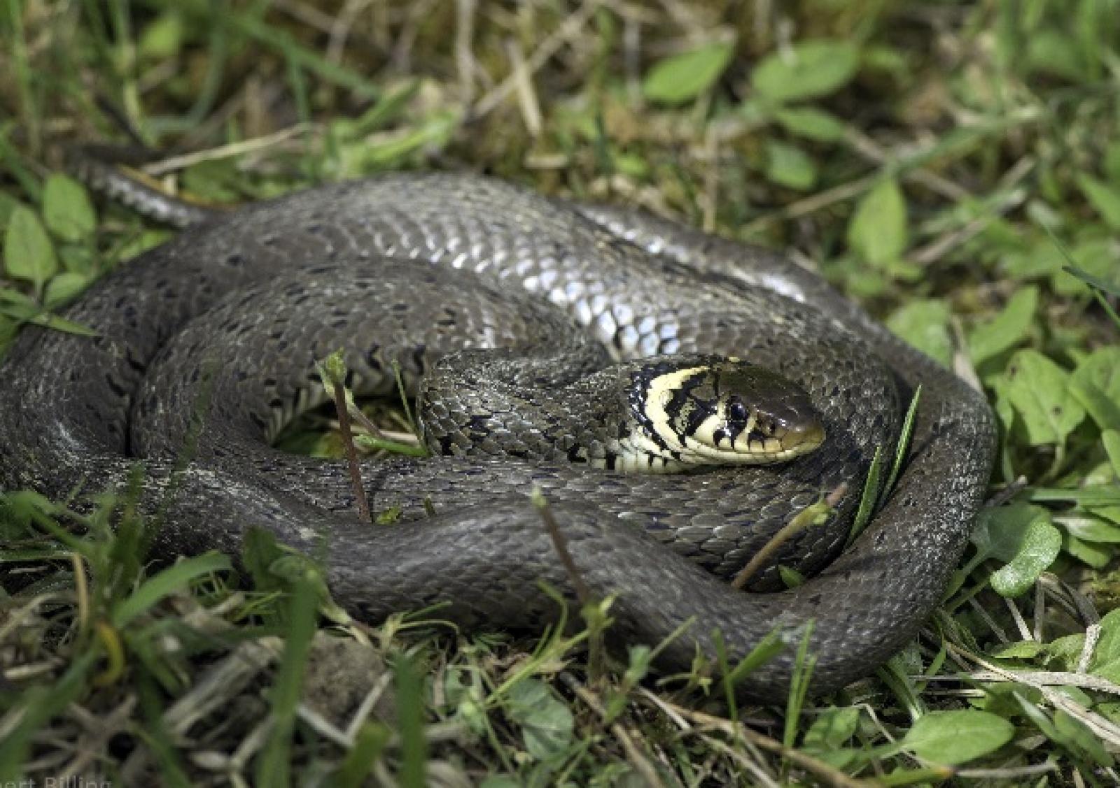 Couleuvre à collier nordique 