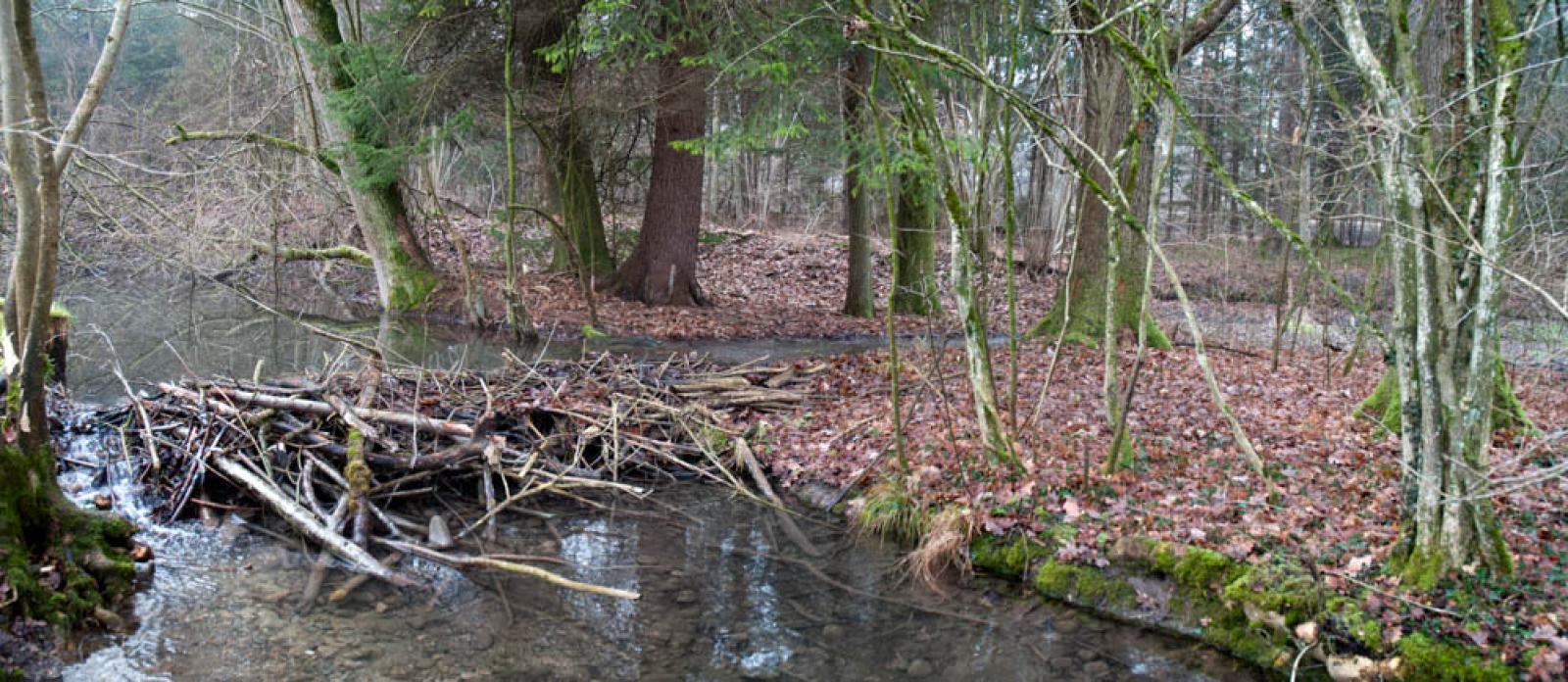 Barrage secondaire sur un déversoir dans une zone alluviale d’importance nationale