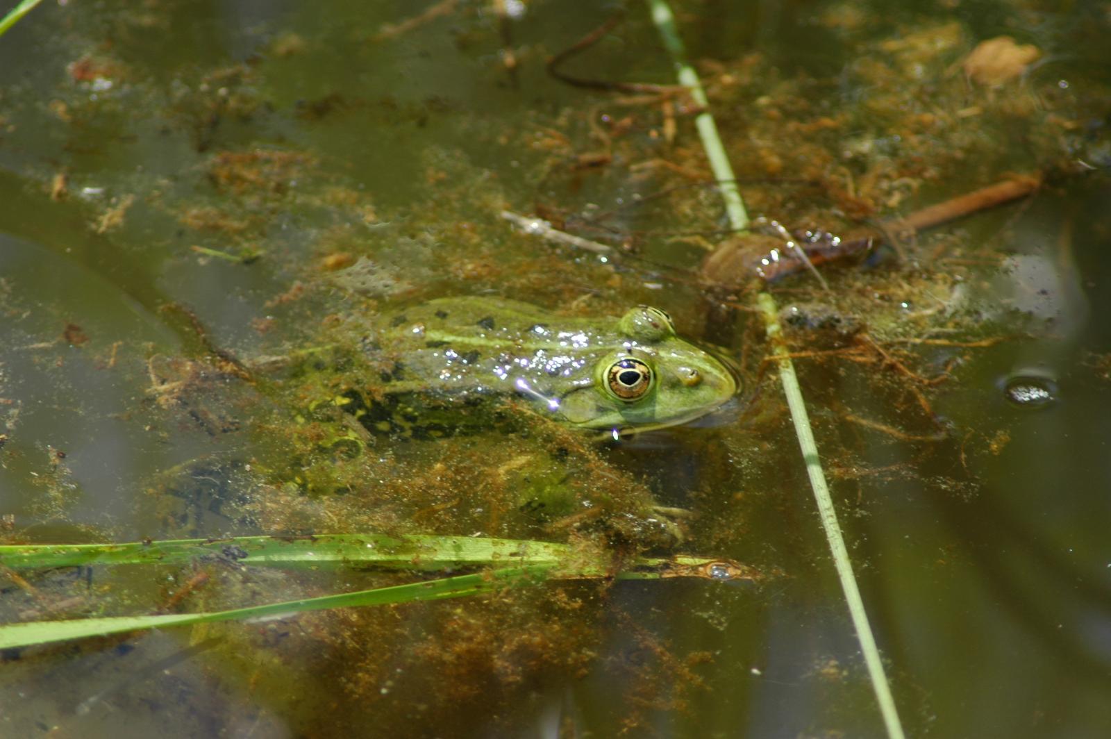 Wasserfrosch an der Wasseroberfläche