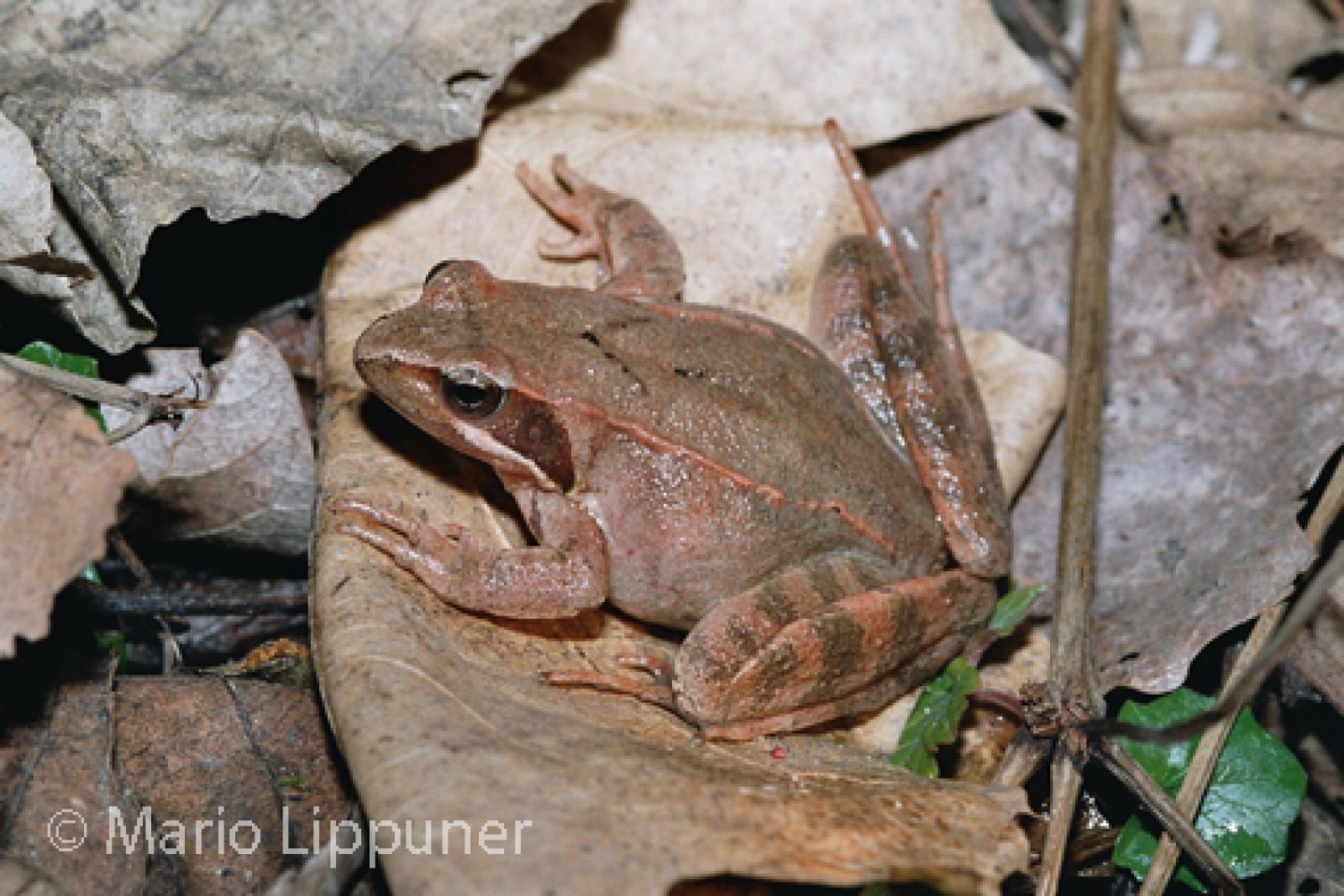 Grenouille de Lataste