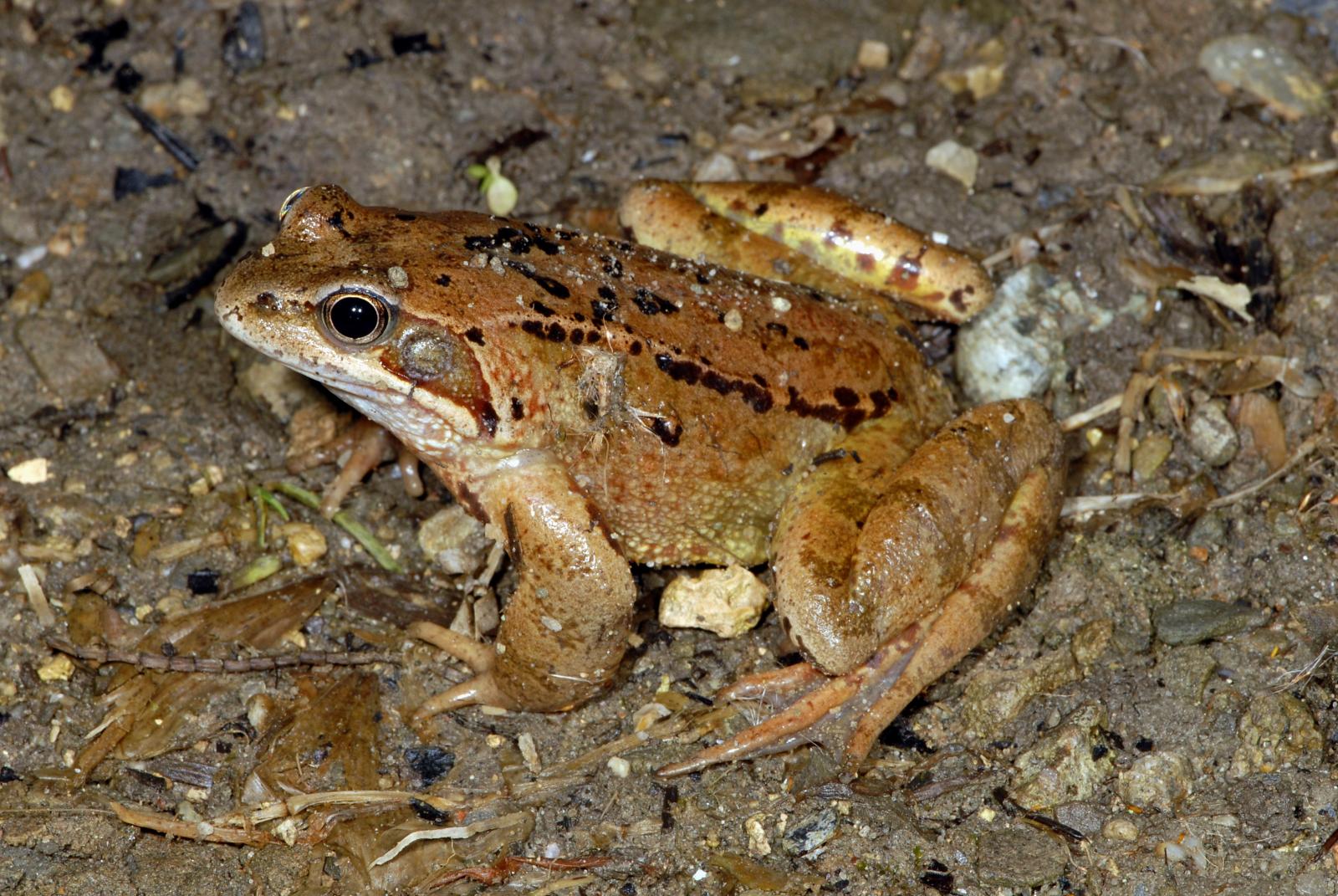 Weibchen eines Grasfrosches