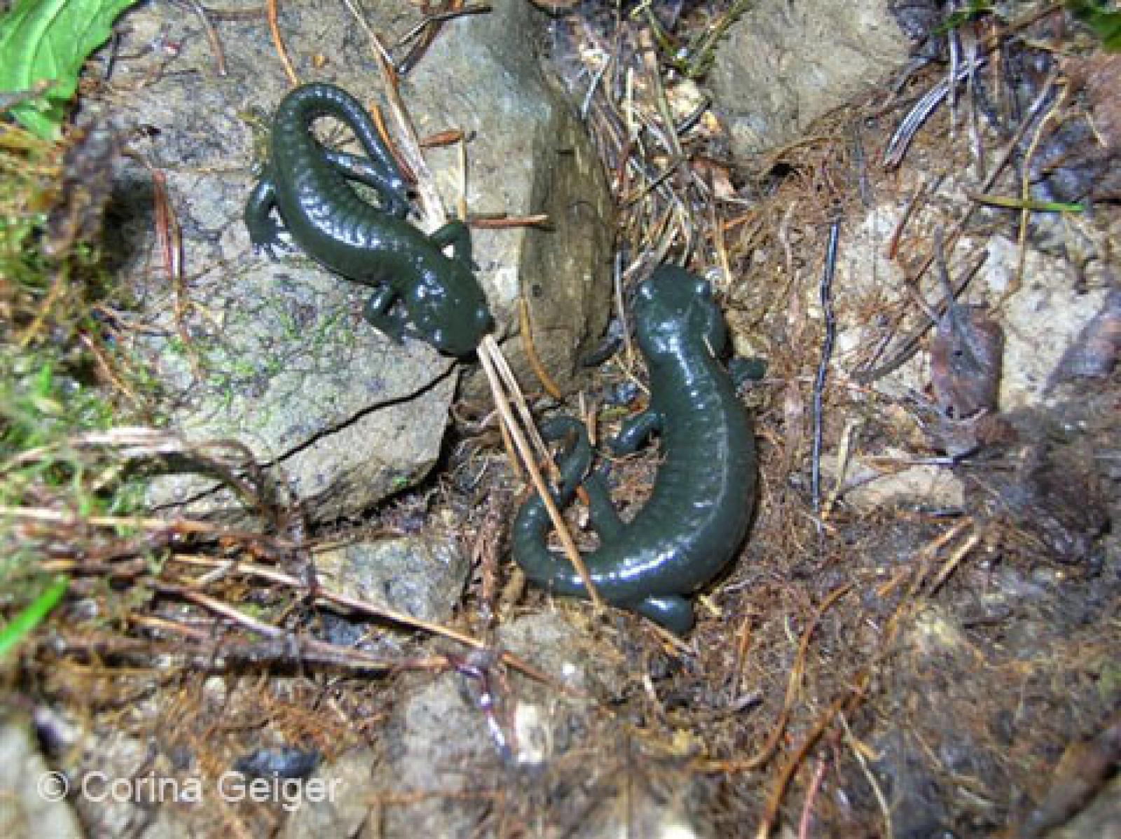 Zwei Alpensalamander