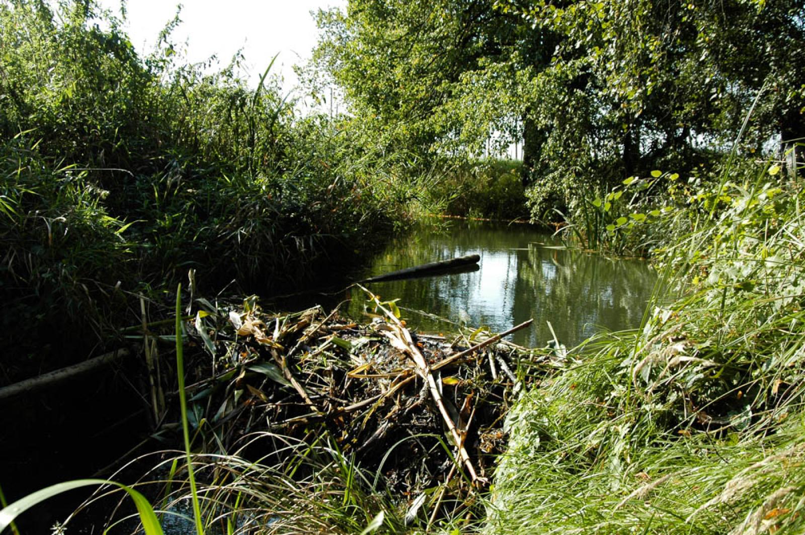 Barrage temporaire de castors dans un fossé de drainage en zone agricole