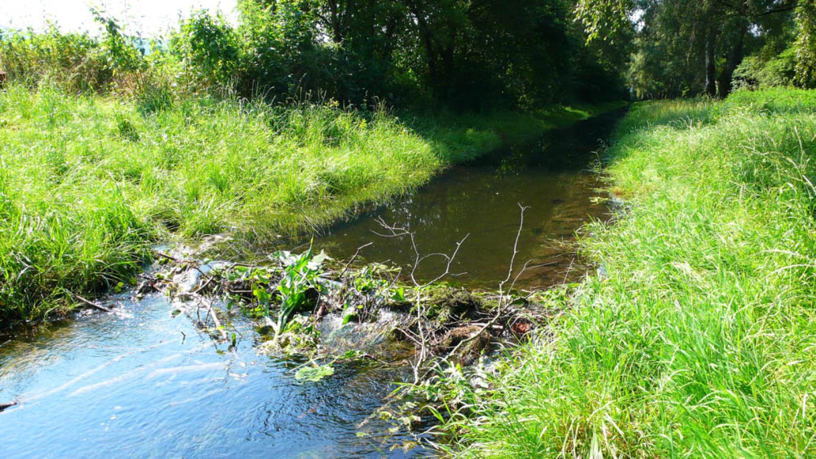 Barrage temporaire de castors dans un canal de drainage