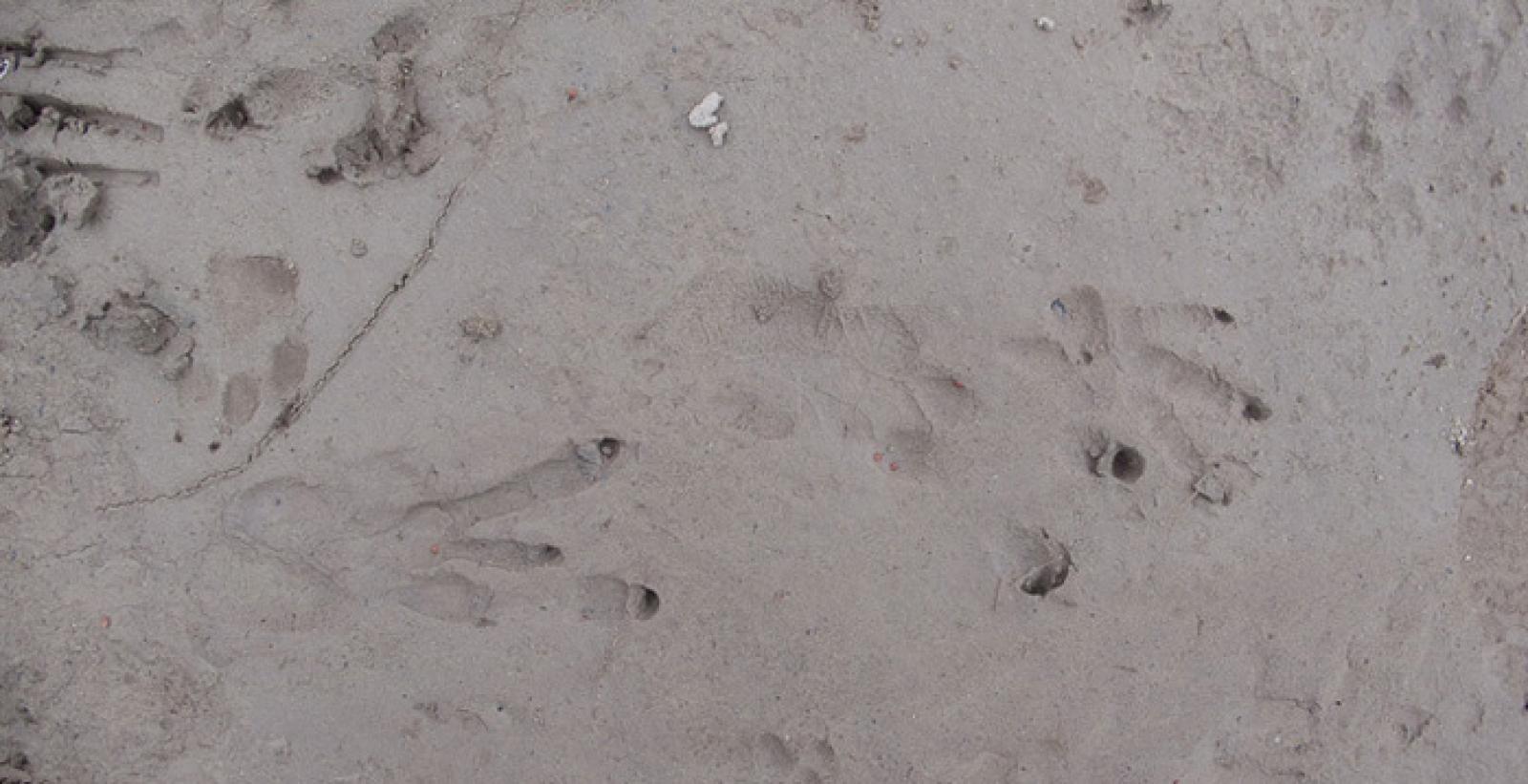 Empreintes de pattes arrière (à gauche) et avant (à droite) d’un castor dans le sable (© Christof Angst)