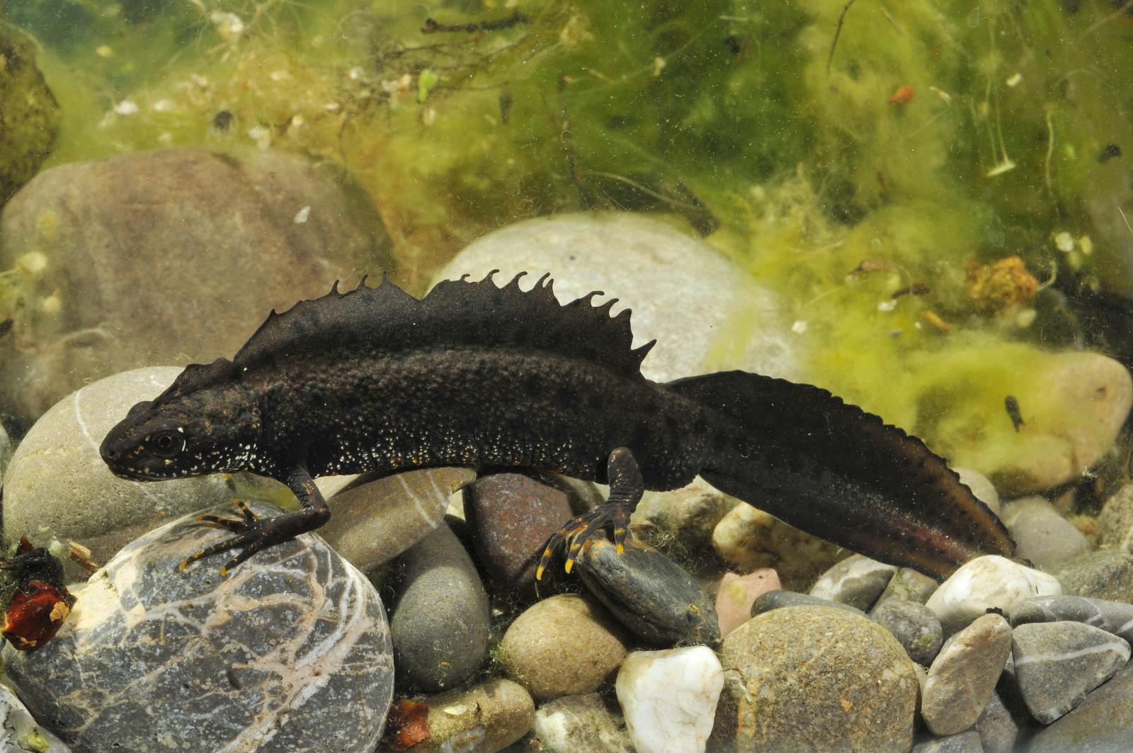 Mâle du triton crêté dans l'eau 