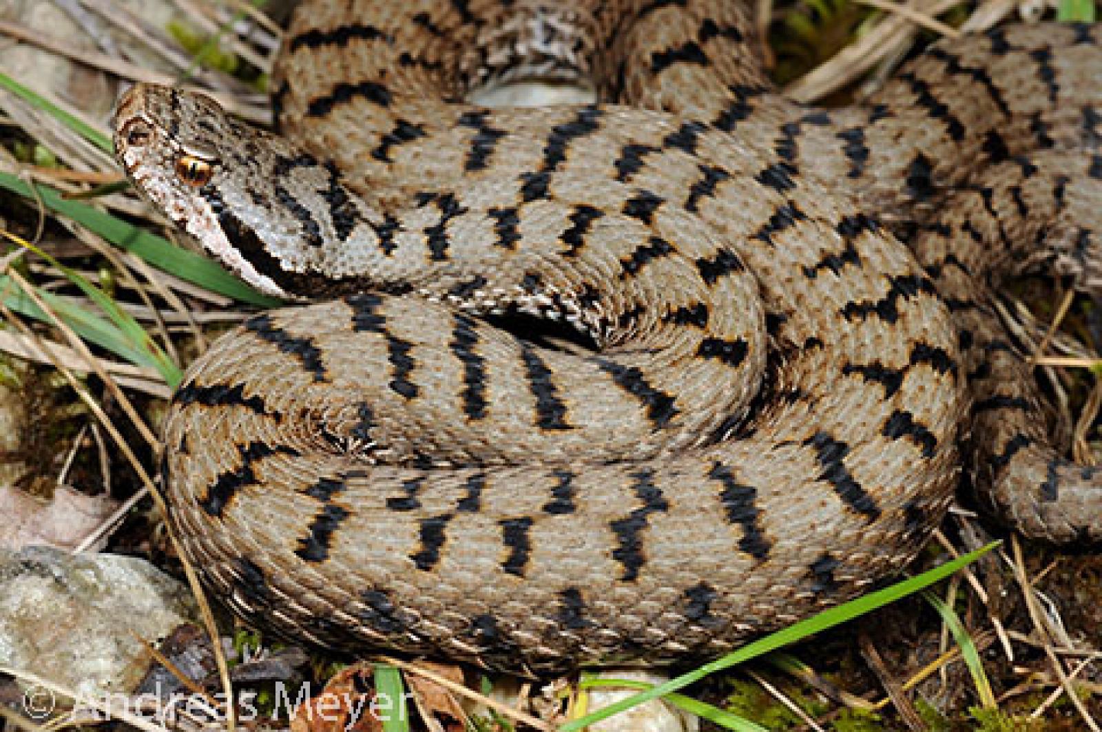 Zusammengerollte Aspisviper