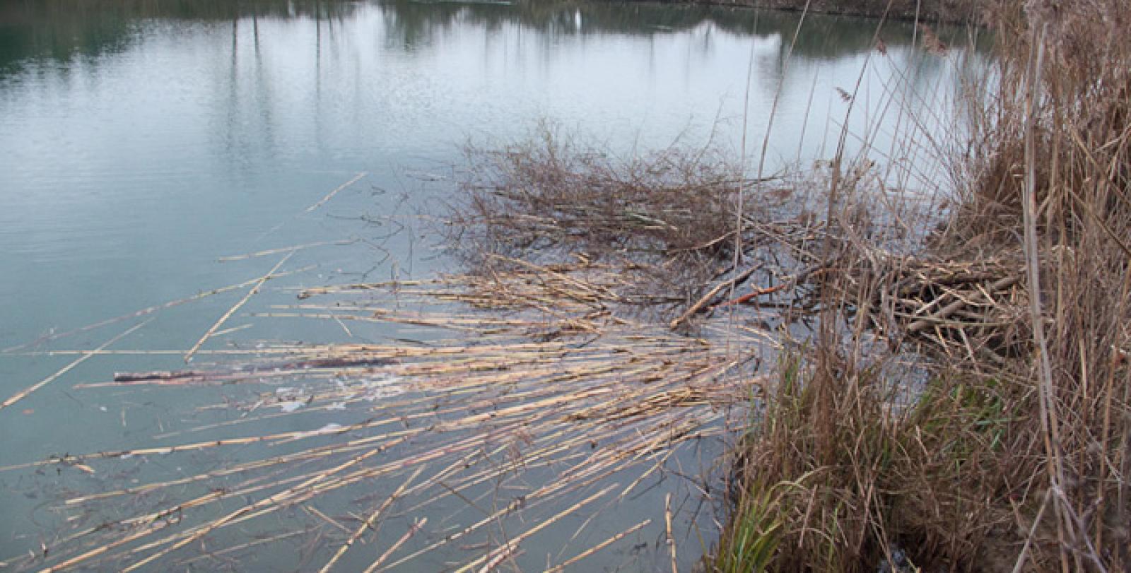 Wintervorrat in einem künstlichen See. Der Asthaufen am Ufer rechts im Bild entspricht dem Mittelbau. Der Wintervorrat besteht sowohl aus Weiden- und Erlenzweigen als auch aus Maisstängeln (© Christof Angst)