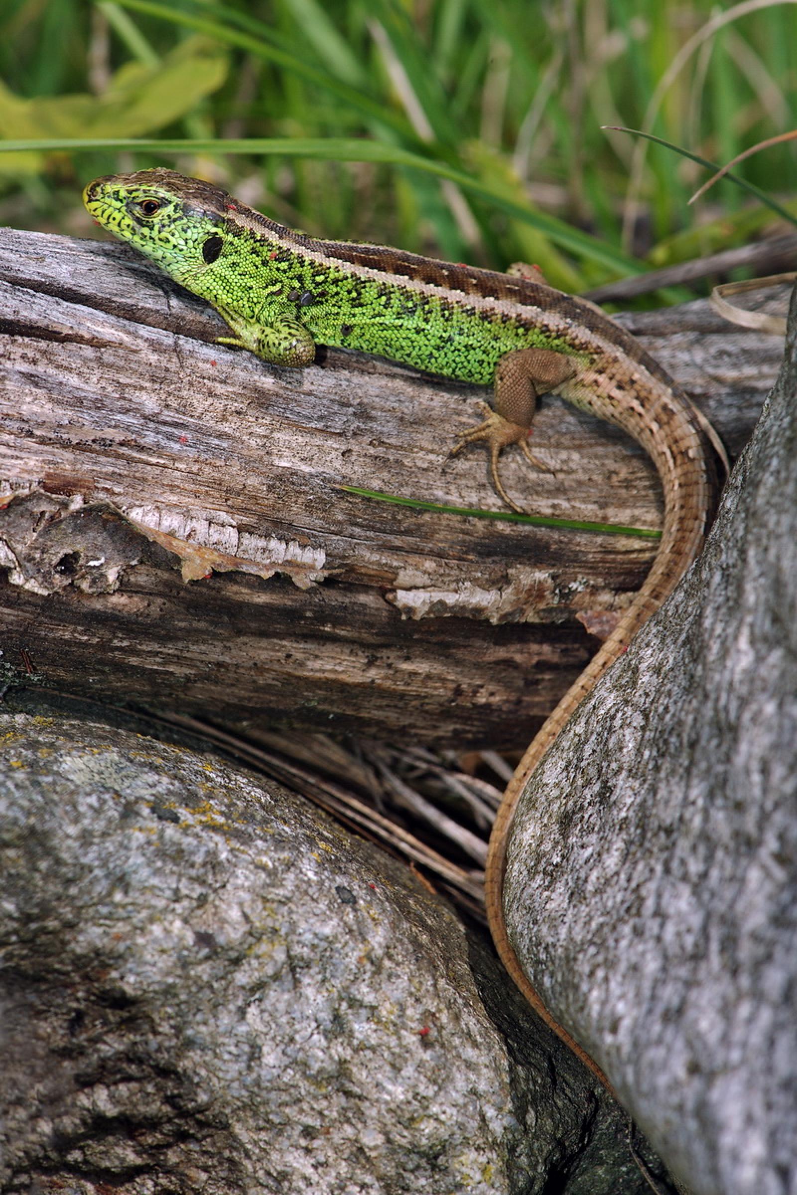 Mâle d'un lézard agile de couleur verte et brune