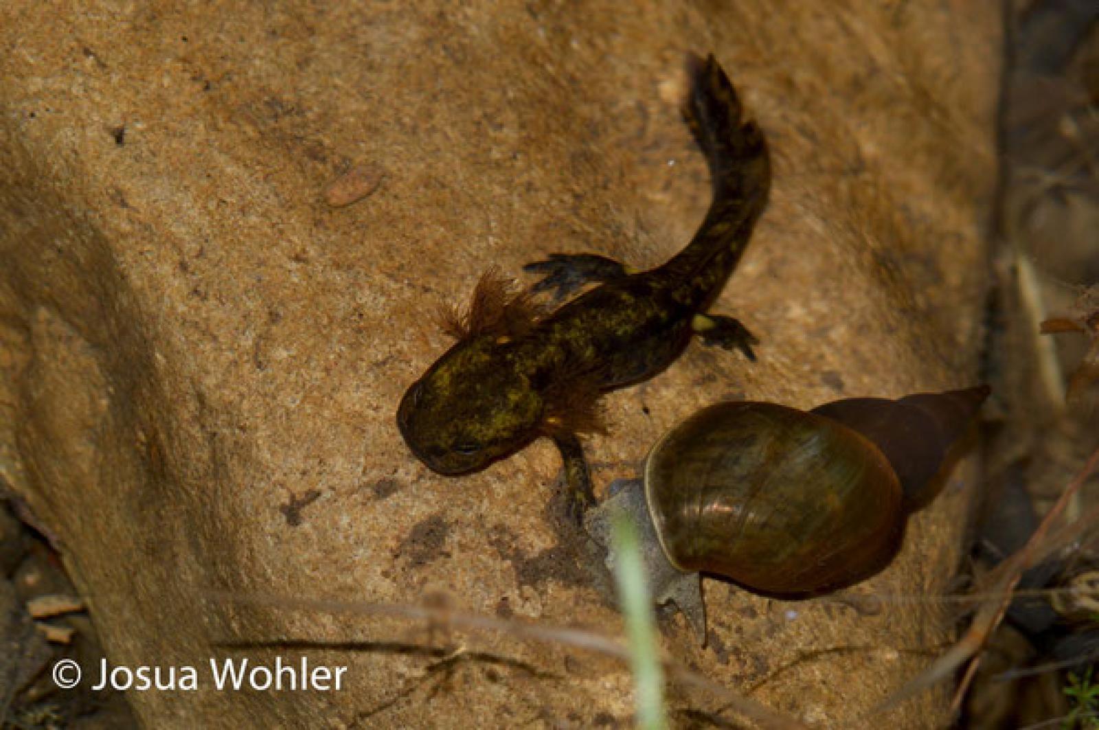 Larve de la salamandre tachetée